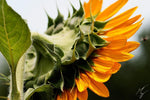 Sunflower limited edition fine art print signed and numbered