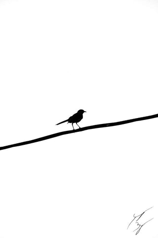 Bird on a wire limited edition fine art print signed and numbered