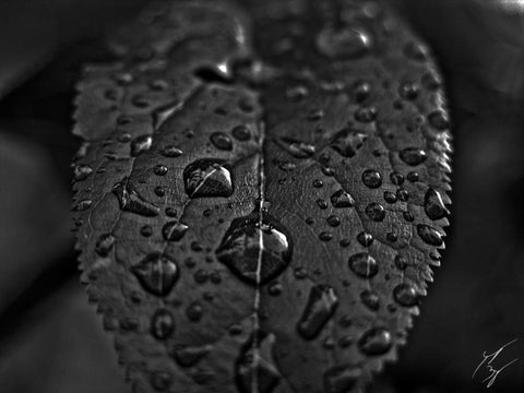 Droplets limited edition fine art print signed and numbered