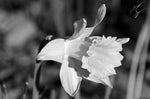 Daffodil limited edition fine art print signed and numbered