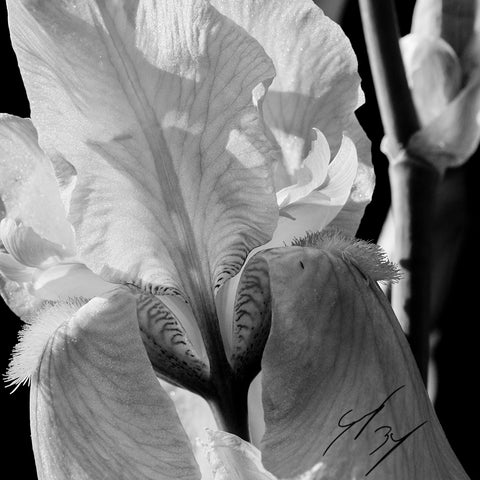 Flow iris fine art floral