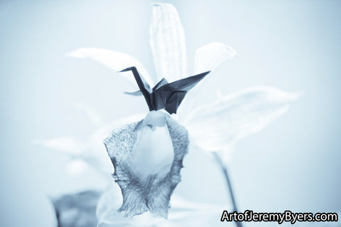 Blue orchid - floral photography