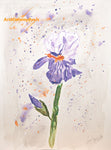 Painted iris original watercolor