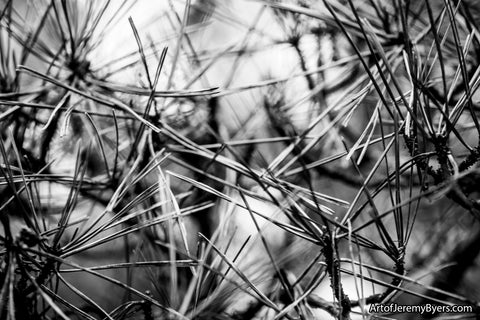 Pine needles - Abstract Photography