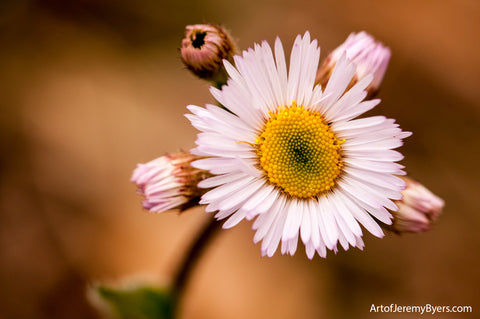 Wild flower - Floral photography